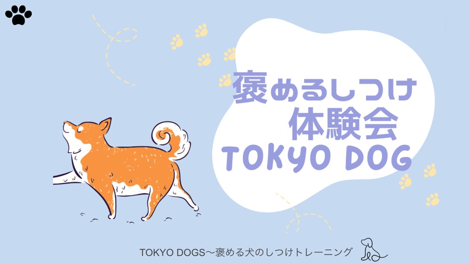 東京DOGS 褒める犬のしつけトレーニング