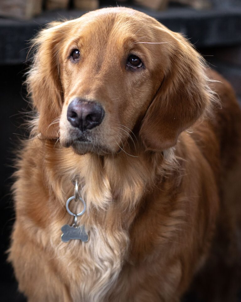 犬の噛みつき防止グッズはどう選ぶ？警察犬ドッグトレーナーが用途と注意点を解説