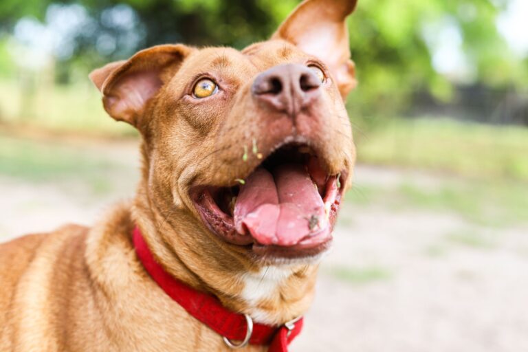 犬がうんちだけトイレでしない時は？警察犬ドッグトレーナーが環境と教え方を解説