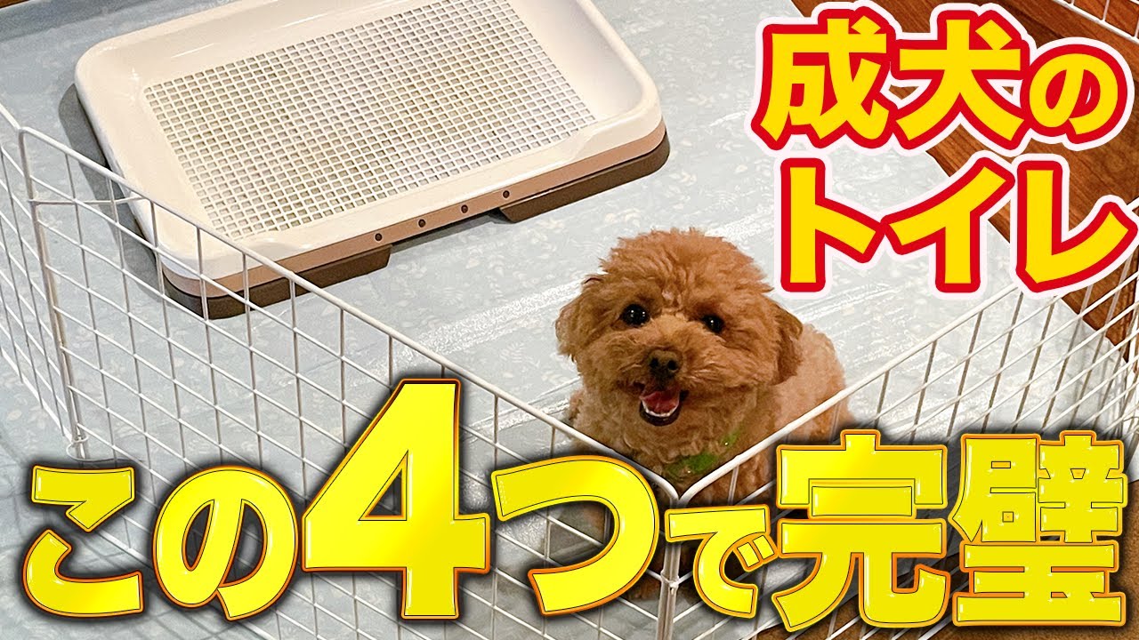 トイレトレーと犬を写した成犬のトイレ解説動画の公式サムネイル