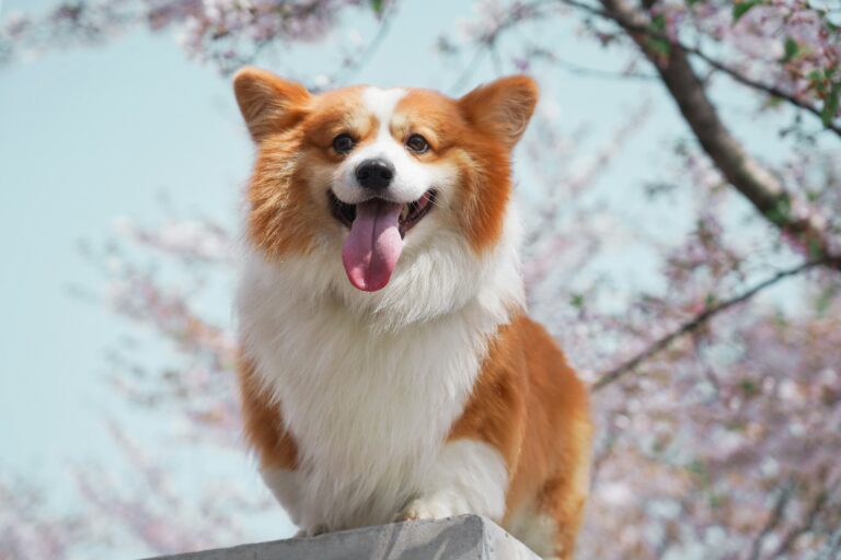 犬の分離不安のサインと相談｜警察犬ドッグトレーナーが解説
