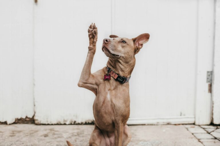 子犬の噛み癖の原因と対策｜警察犬ドッグトレーナーが解説