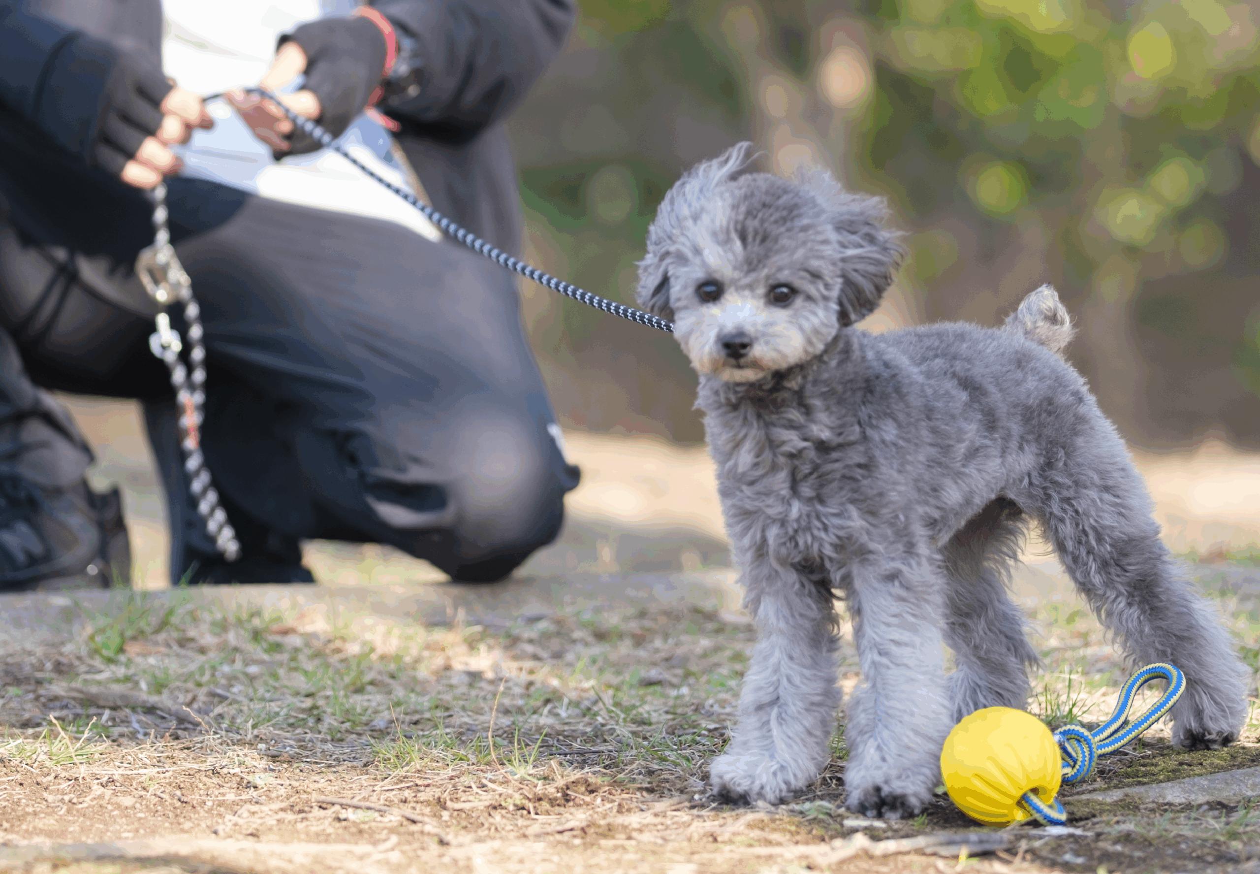 プロが選び、プロが使う。TOKYO DOGS STOREの「リード・カラー」全5アイテムを徹底紹介