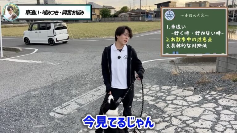 犬が車を追いかける時の安全対策｜警察犬ドッグトレーナーが散歩の見直し方を解説