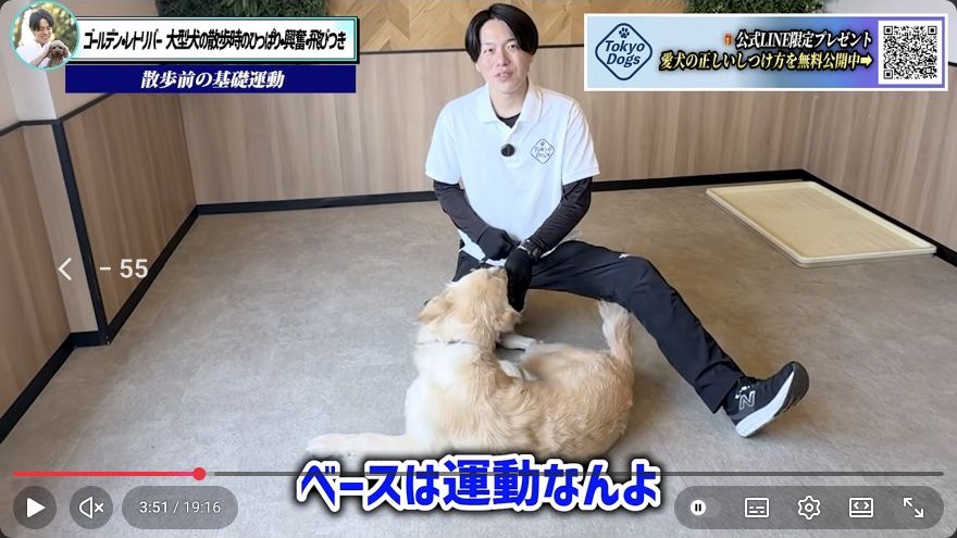 ゴールデンレトリバーの飛びつき・引っ張り対策｜2頭の実演で分かる興奮の整え方