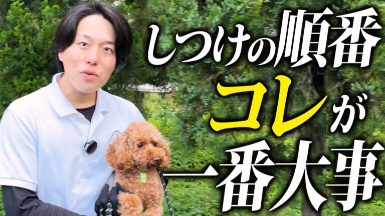 犬のしつけは何から始める？失敗しにくい順番と家庭での進め方完全ガイド