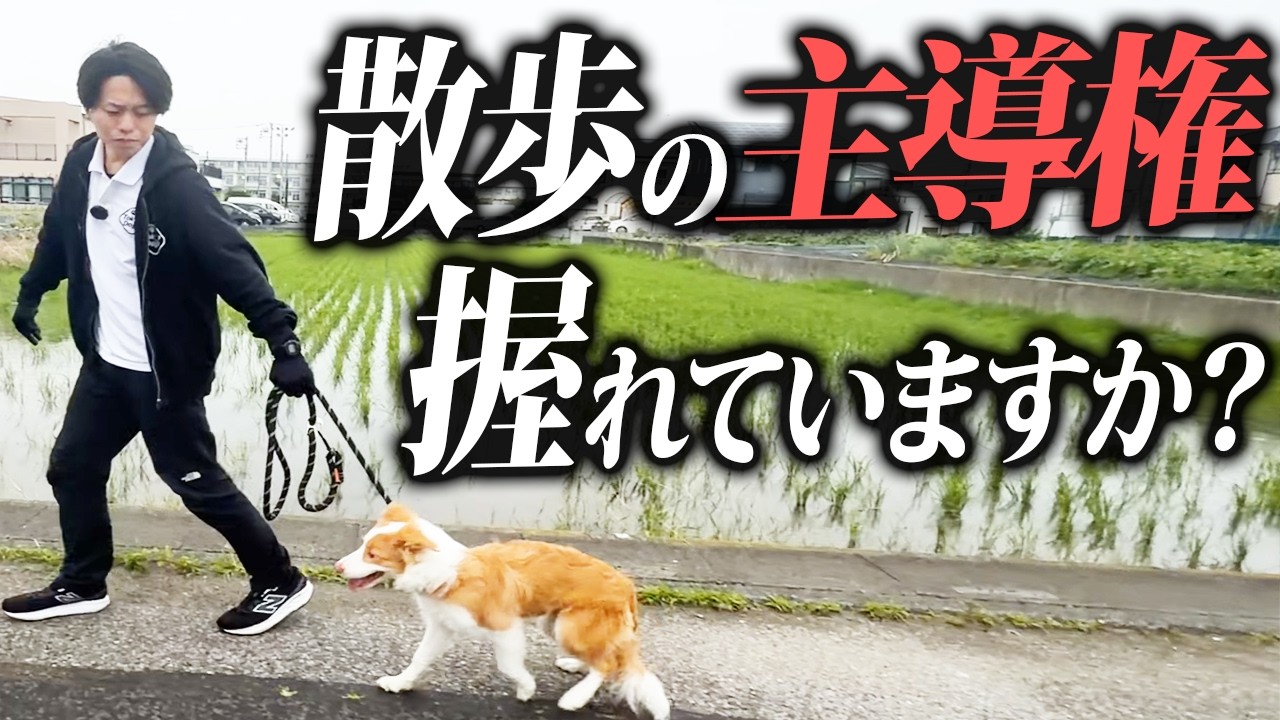 犬の散歩マナーを解説するYouTube現行サムネイル