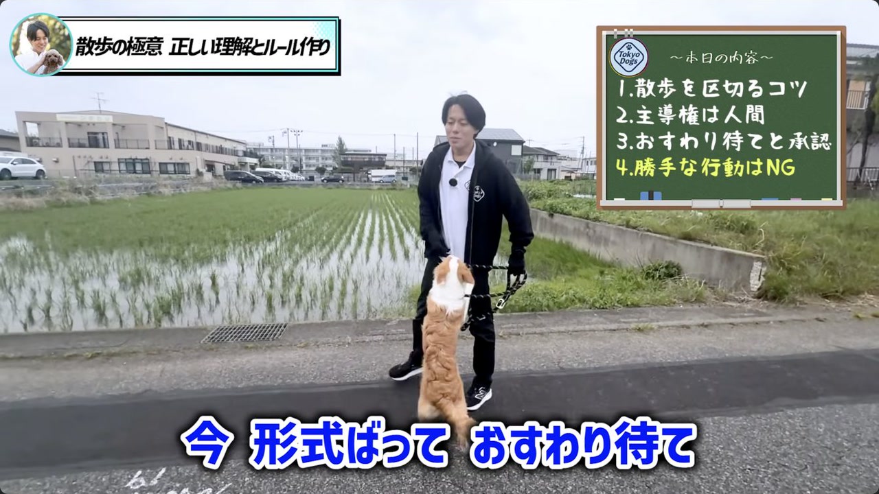犬と楽しく安全に歩くための散歩マナーをまとめる松尾