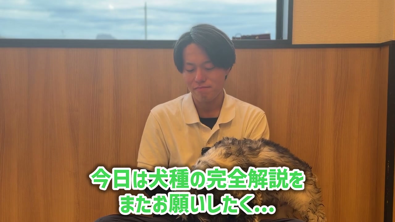 コッカースパニエルを見ながら犬種名を整理する松尾