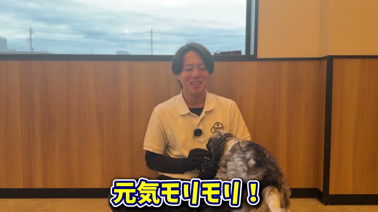 イングリッシュとアメリカンの違いを犬と一緒に説明する松尾
