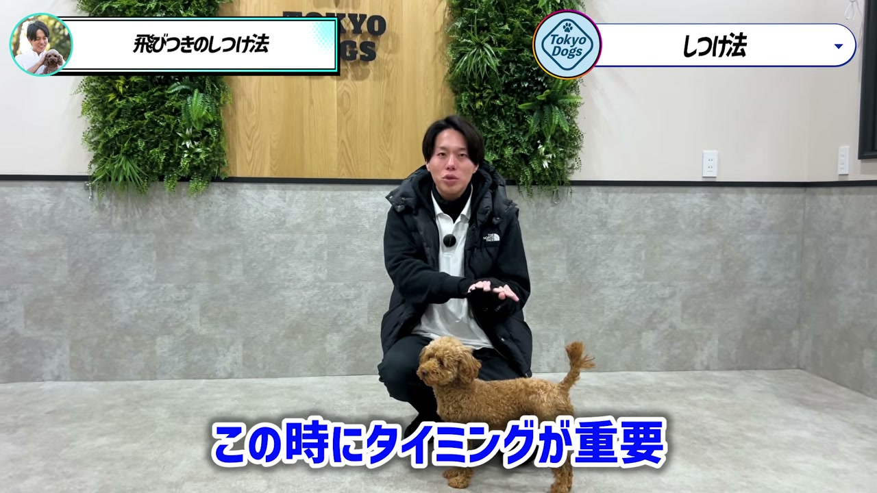 飛びつきに見える行動の背景を慎重に見分ける場面