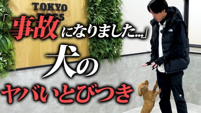 犬の飛びつき癖はなぜ直らない？｜原因別に「飛ぶ前」を整える実演しつけ