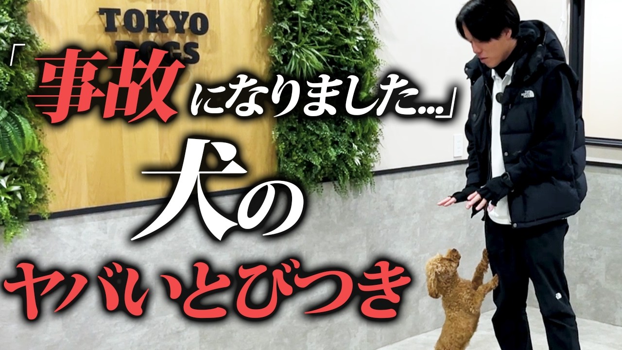 飛びつきを解説する東京DOGS動画のサムネイル