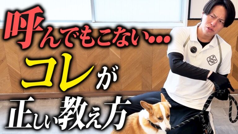 犬の呼び戻しの教え方完全ガイド｜呼んでも来ない原因と「おいで」を育てる実践手順