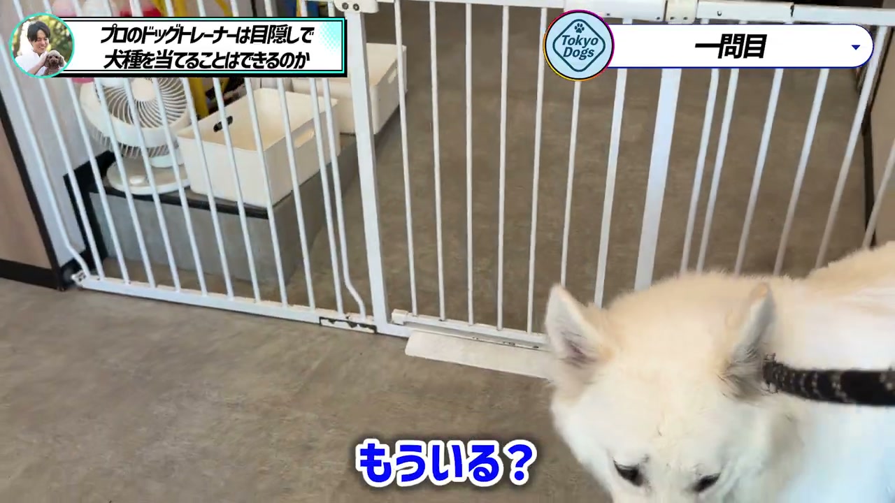 白い犬の顔と立ち耳を近くから確認する場面
