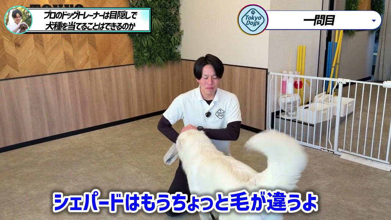 松尾邑仁が白い犬の被毛に触れ「シェパードはもうちょっと毛が違う」と考える場面
