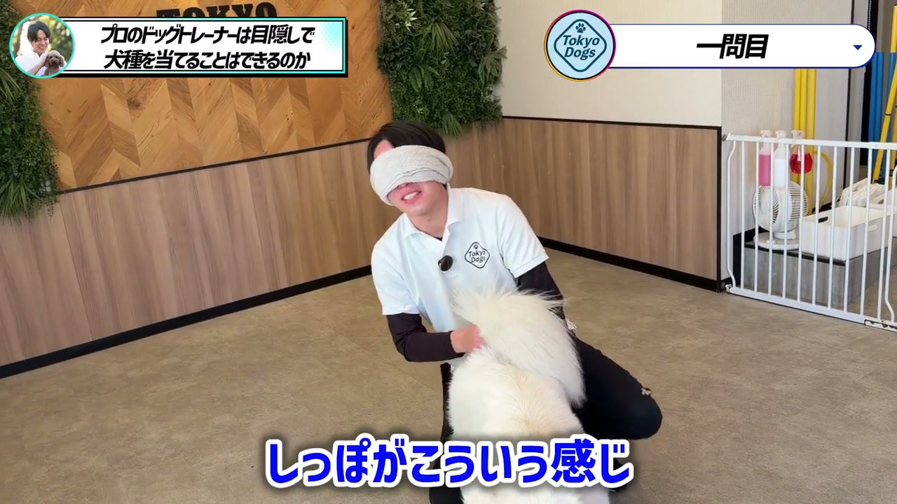 松尾邑仁が目隠しをして白い犬の尾の形を手で確かめる場面