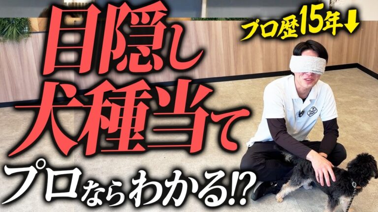 犬種の特徴と個体差をどう見る？見た目・性格・暮らし方の完全ガイド