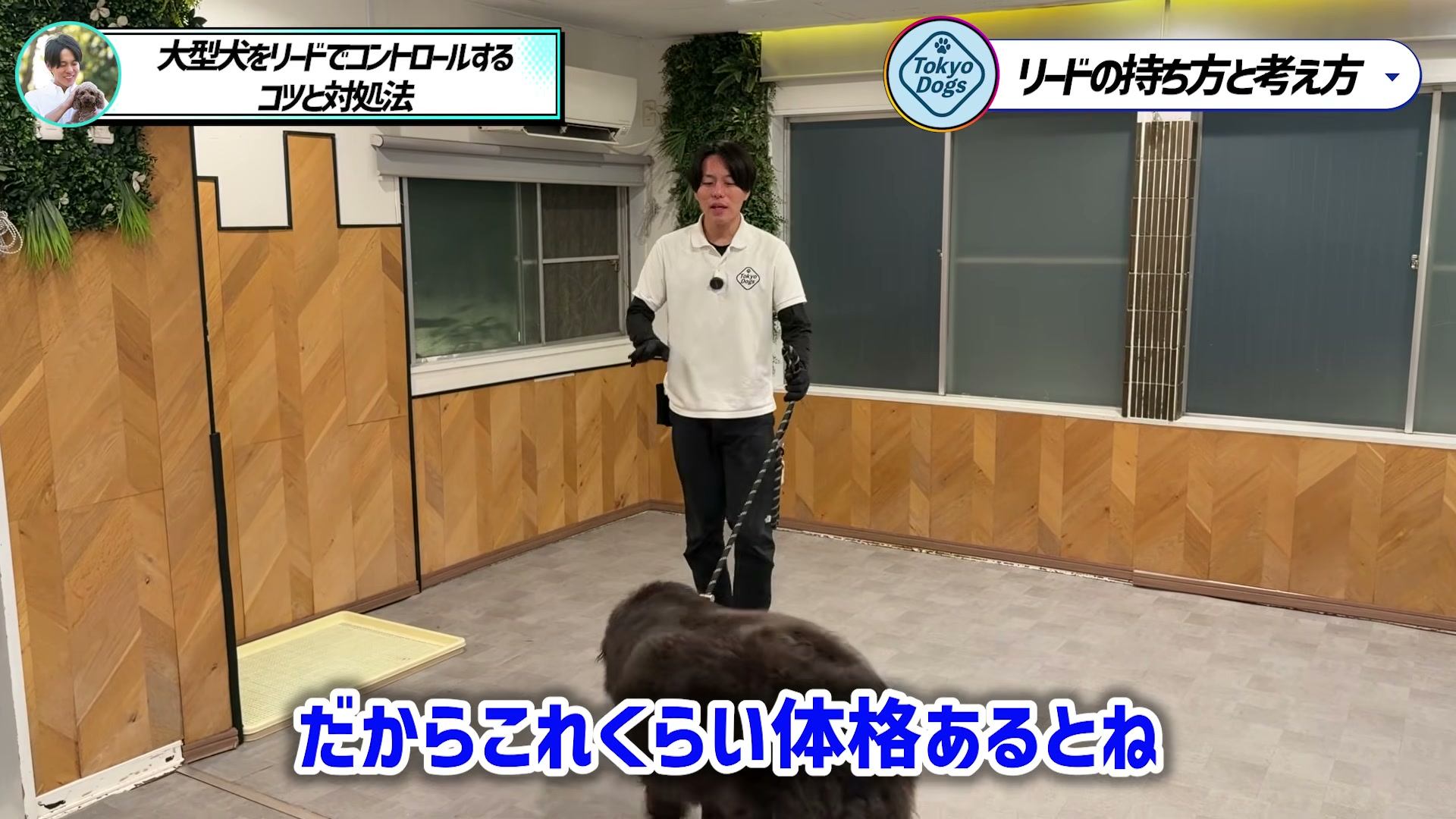 大型犬の体格と引っ張る力について説明する松尾邑仁