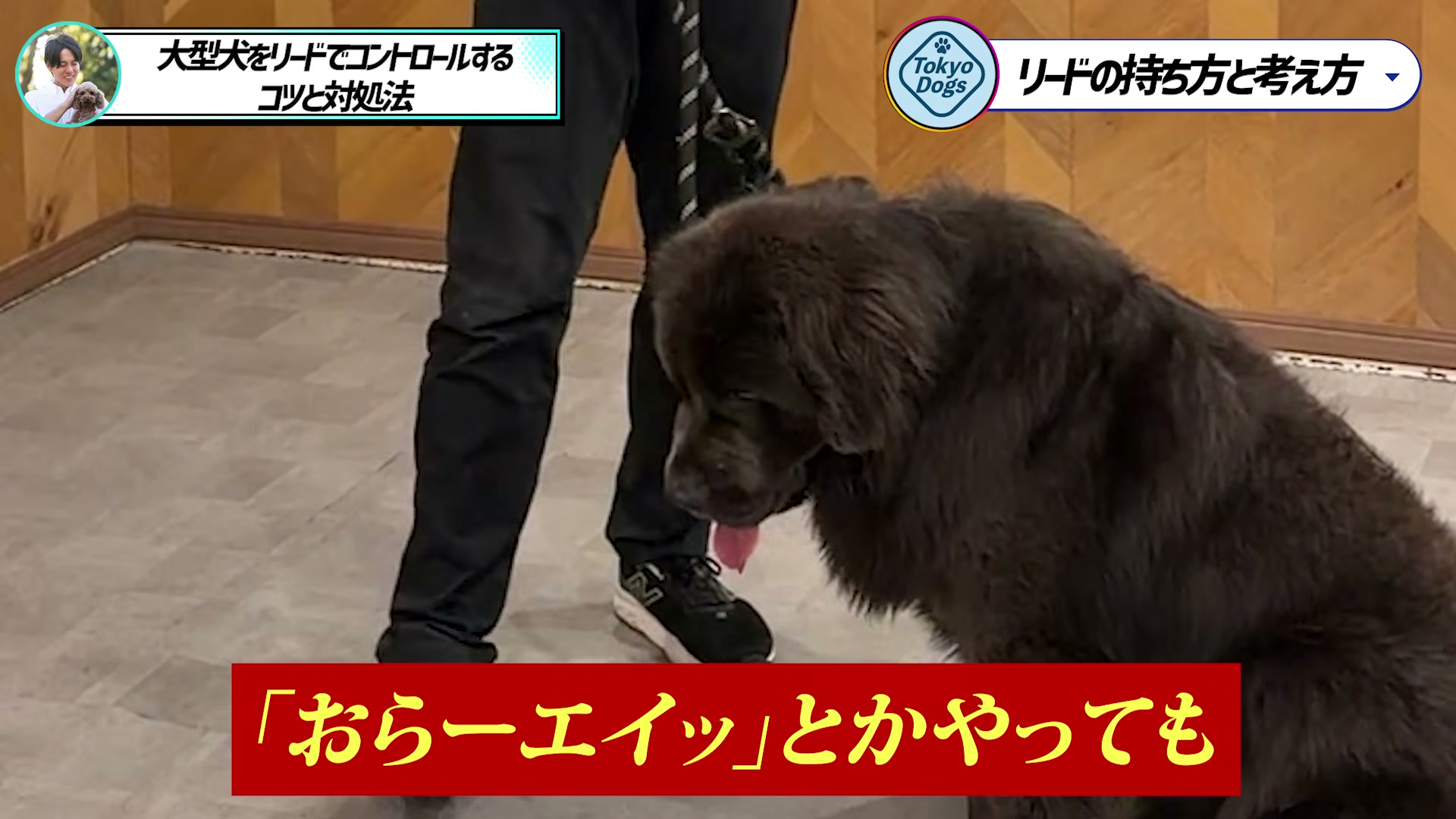 大型犬のそばで力任せに引き戻す対応を例示する場面