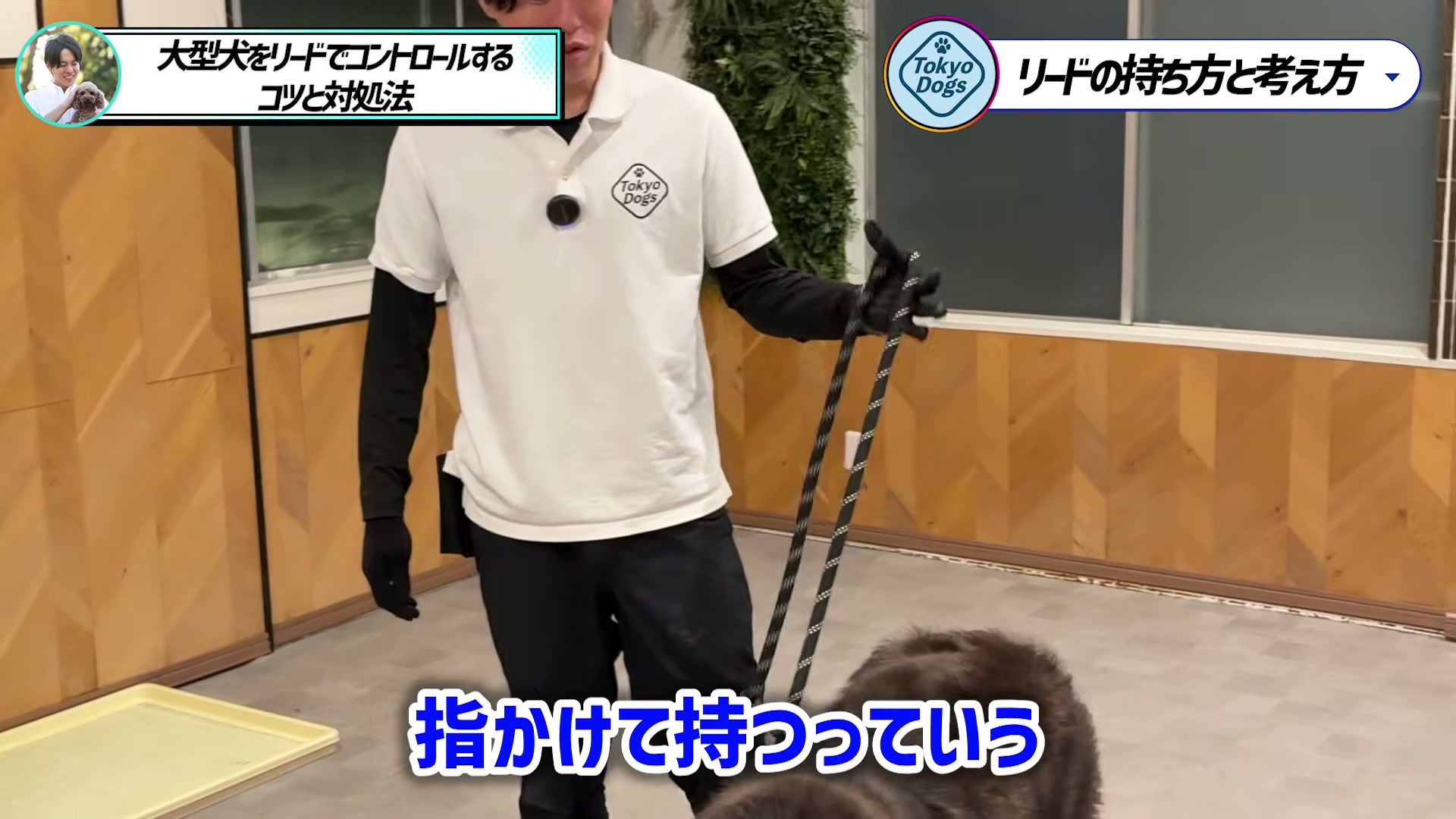 大型犬のリードへ指を掛ける基本の持ち方を示す場面