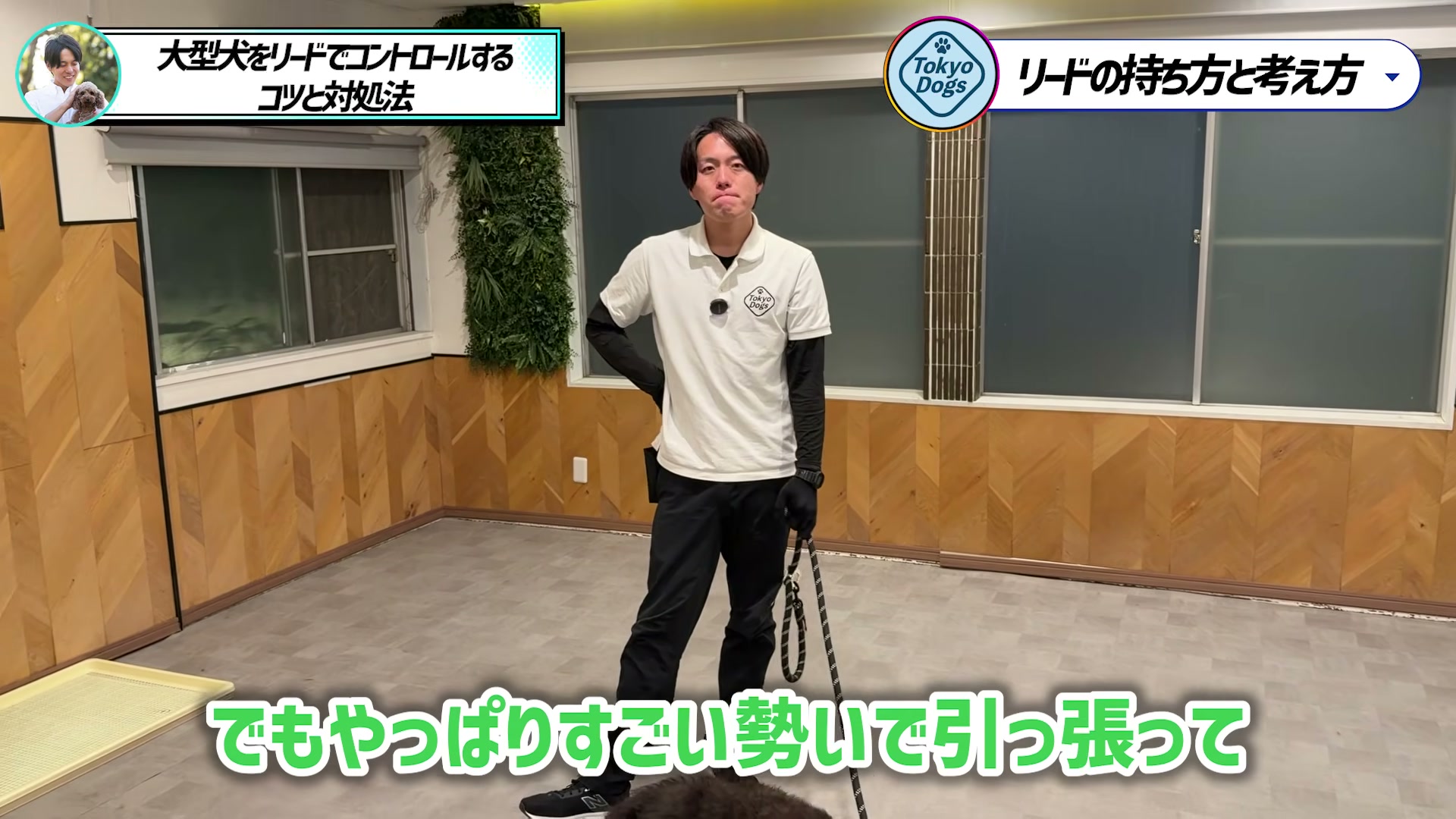大型犬が強く引っ張る前後の変化を説明する松尾邑仁