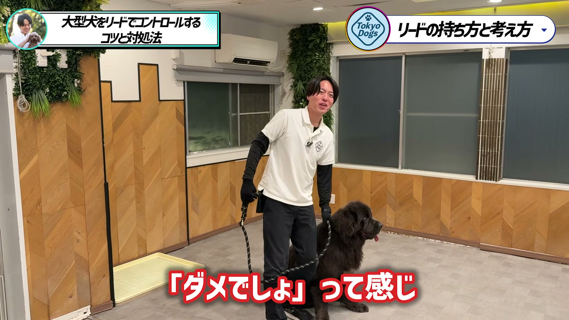 大型犬を叱る前に興奮と状況を見直すよう説明する松尾邑仁