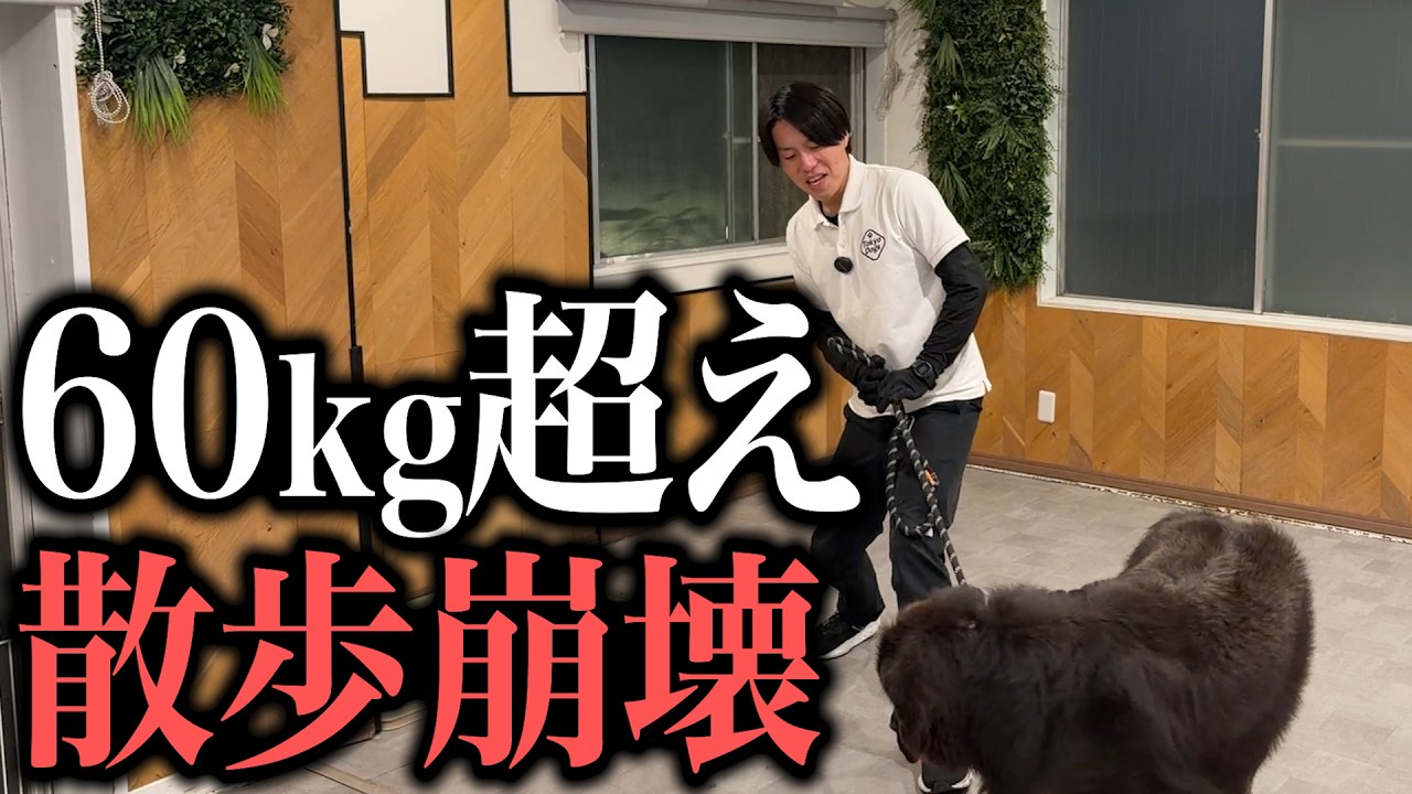 大型犬引っ張りを解説する東京DOGS動画のサムネイル
