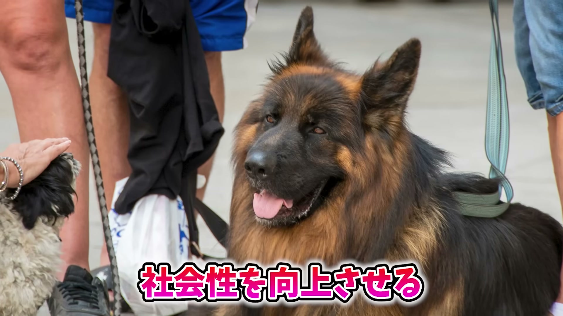 ジャーマンシェパードと小型犬を前に、犬の社会性を育てる考えを示す場面