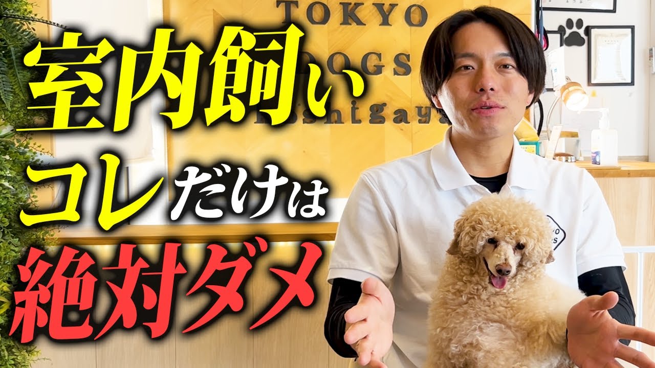飼い方を解説する東京DOGS動画のサムネイル