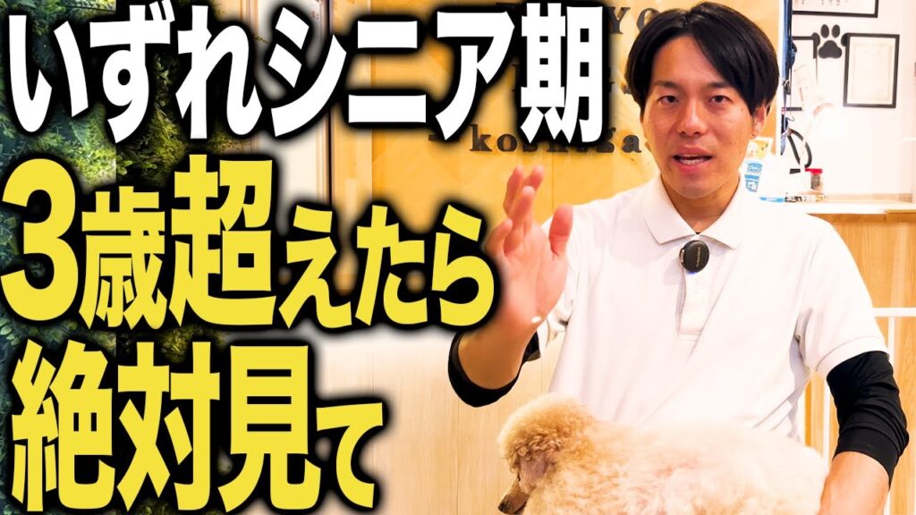 シニア犬を解説する東京DOGS動画のサムネイル
