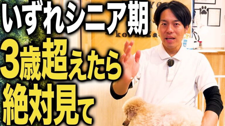 シニア犬の暮らし完全ガイド｜急な変化の観察・環境づくり・夜のケア