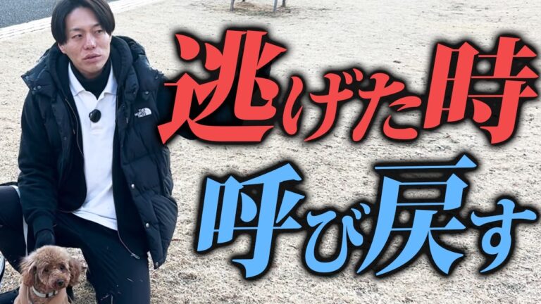 犬の安全・防災・事故予防完全ガイド｜脱走・誤食・暑さ・同行避難
