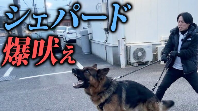 シェパードの他犬吠え｜警察犬ドッグトレーナーが散歩の準備と練習を解説