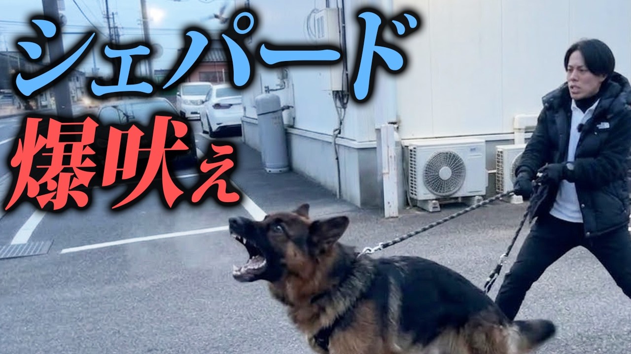 シェパード吠えを解説する東京DOGS動画のサムネイル