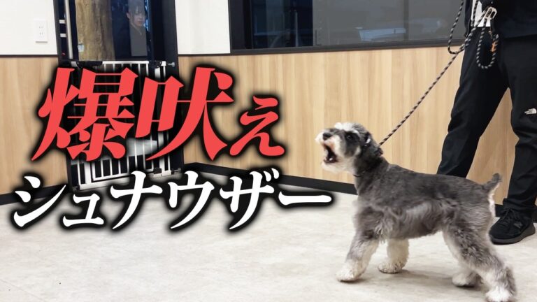 シュナウザーの散歩中の吠え｜警察犬ドッグトレーナーが距離と対応を解説