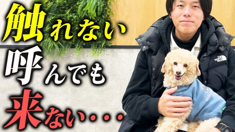 犬を撫でようとすると逃げる時は？｜警察犬ドッグトレーナーが解説