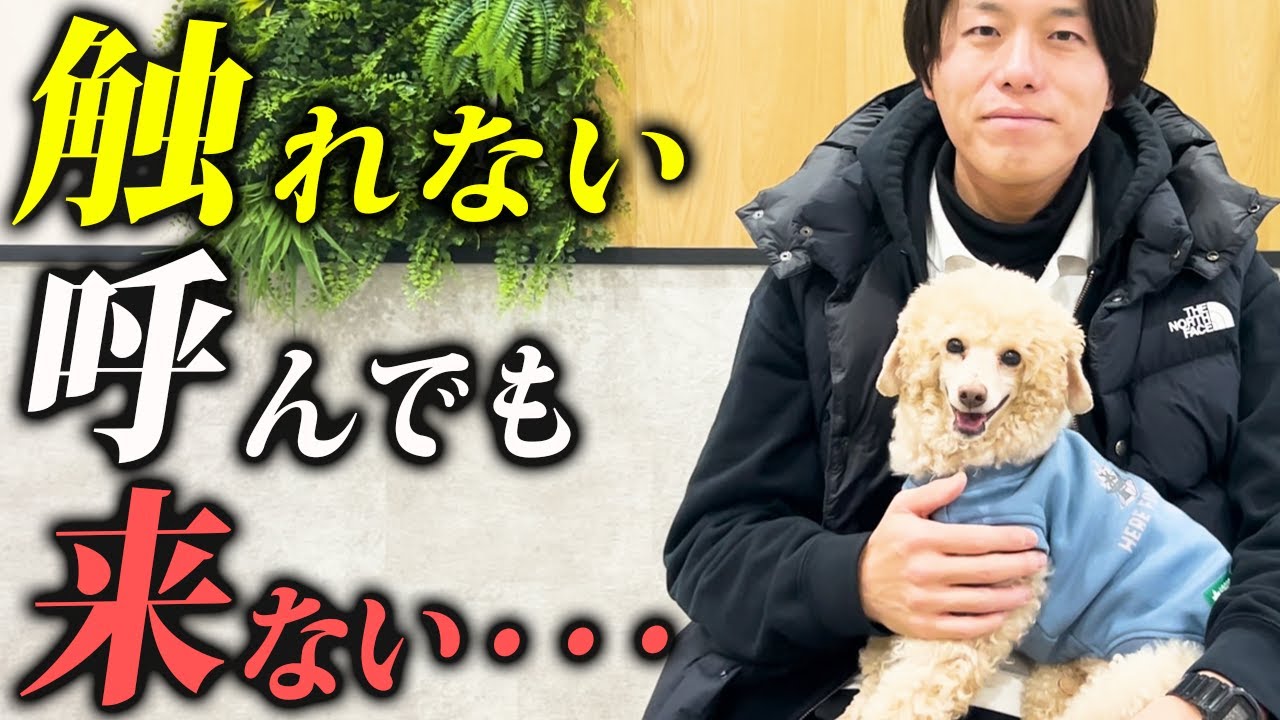 触ると逃げるを解説する東京DOGS動画のサムネイル