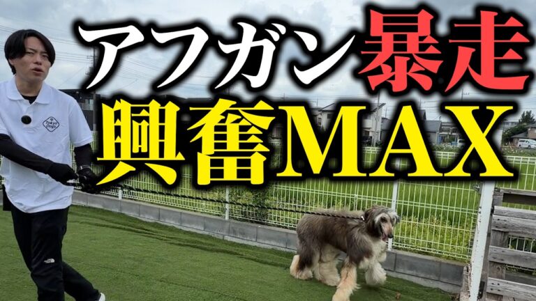 アフガンハウンドと暮らす準備｜警察犬ドッグトレーナーが被毛と安全な散歩環境を解説