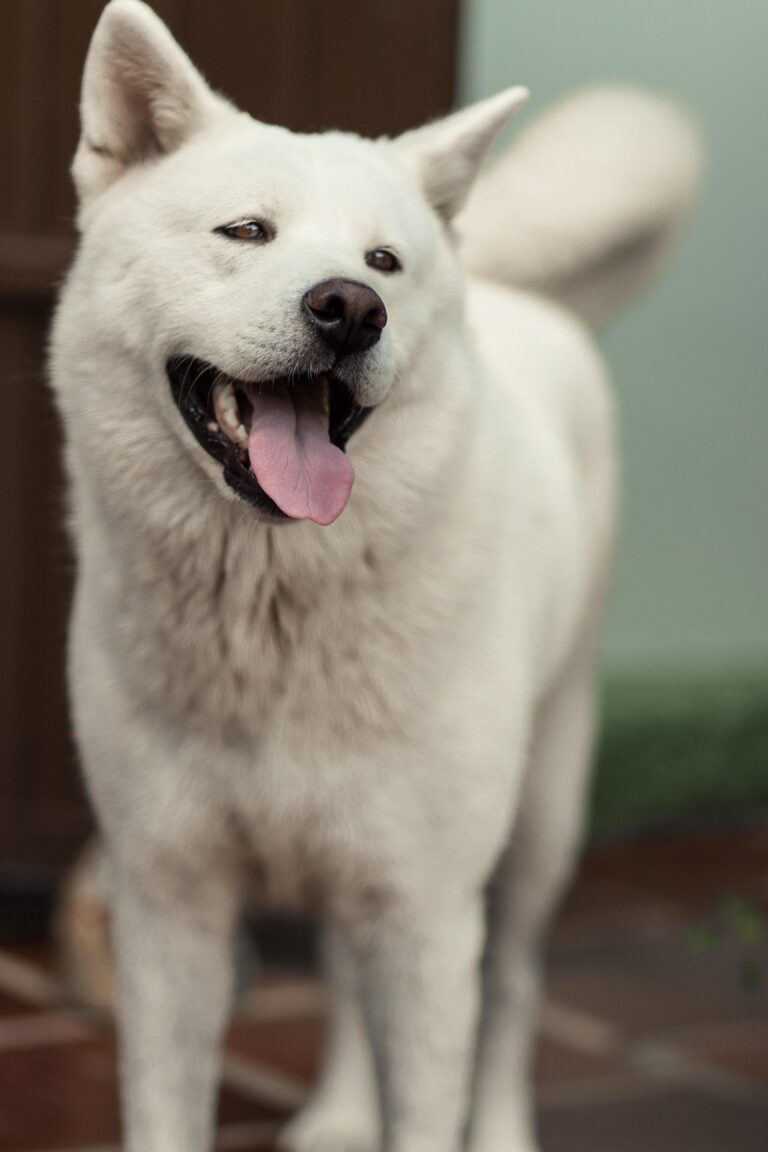 秋田犬のしつけと安全な暮らし方｜警察犬ドッグトレーナーが迎える前の準備を解説