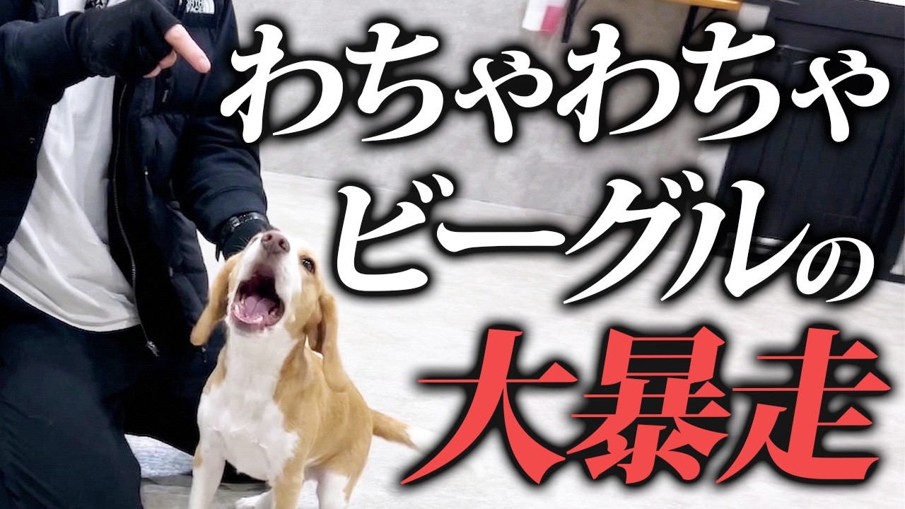 ビーグルが登場する東京DOGS公式しつけ動画のサムネイル
