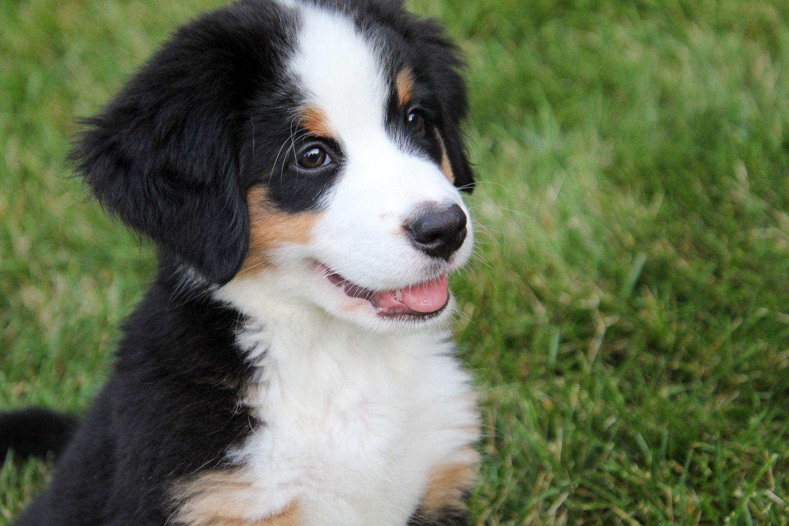 バーニーズマウンテンドッグの子犬