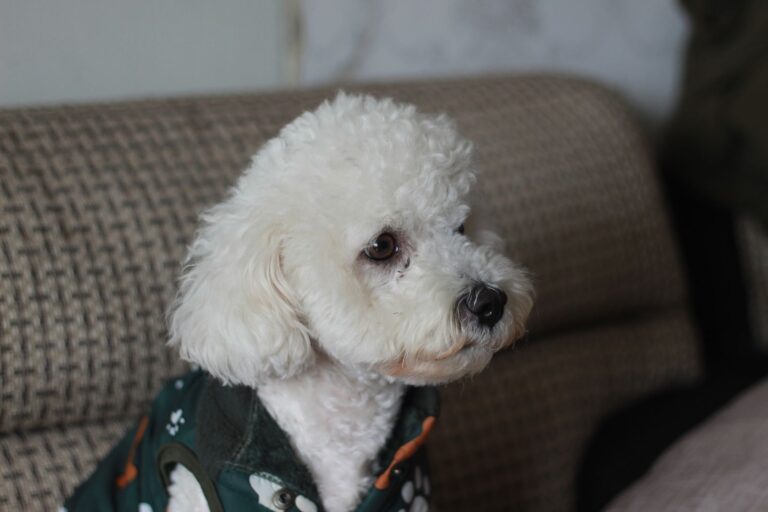 犬の飼い方で見直したい7つの習慣｜警察犬ドッグトレーナーが安全対策を解説