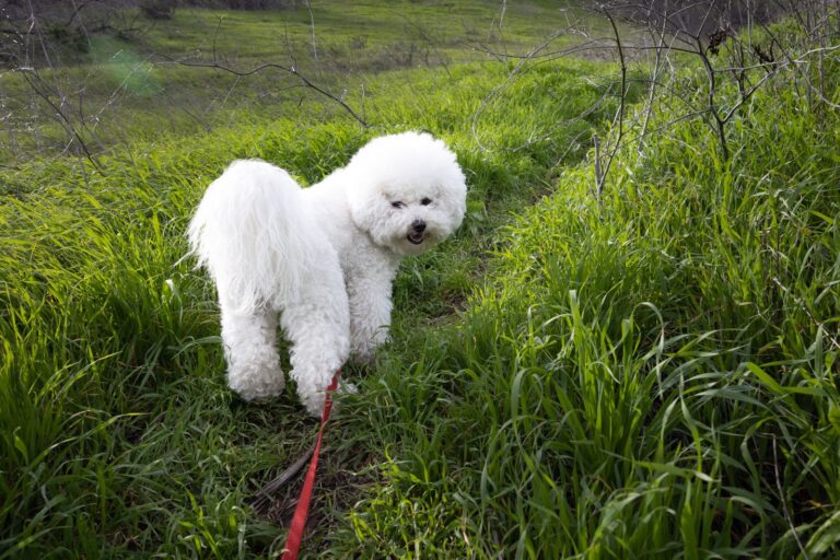 ビションフリーゼの手入れ準備｜警察犬ドッグトレーナーがサロンと家庭での慣らし方を解説