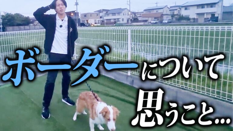 ボーダーコリーのしつけと育て方｜警察犬ドッグトレーナーが運動・遊び・休息を解説