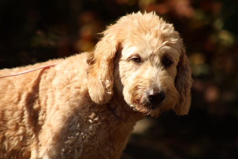 ドゥードゥルを迎える前の確認点｜警察犬ドッグトレーナーが被毛・体格・しつけの準備を解説