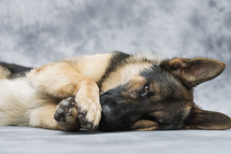 ジャーマンシェパードを家庭に迎える準備｜警察犬ドッグトレーナーが来客・散歩・休息を解説