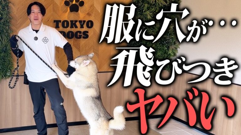 シベリアンハスキーの育て方｜警察犬ドッグトレーナーが活動・休息・安全管理を解説