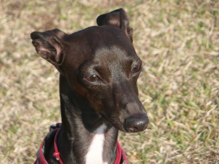 イタリアングレーハウンドの室内環境｜警察犬ドッグトレーナーが足元・装具・寒さへの準備を解説