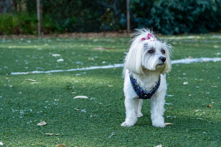 マルチーズの手入れとしつけ｜警察犬ドッグトレーナーが被毛・抱っこ・散歩の準備を解説